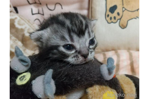 成約済の埼玉県のアメリカンショートヘア-47610の2枚目
